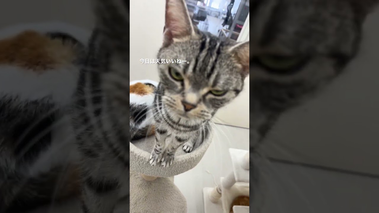 今日は天気いいねー。#ねこ #アメリカンショートヘア #三毛猫 #ペットモデル大募集 #動物プロダクション #いい天気 #shorts #猫好きさんと繋がりたい