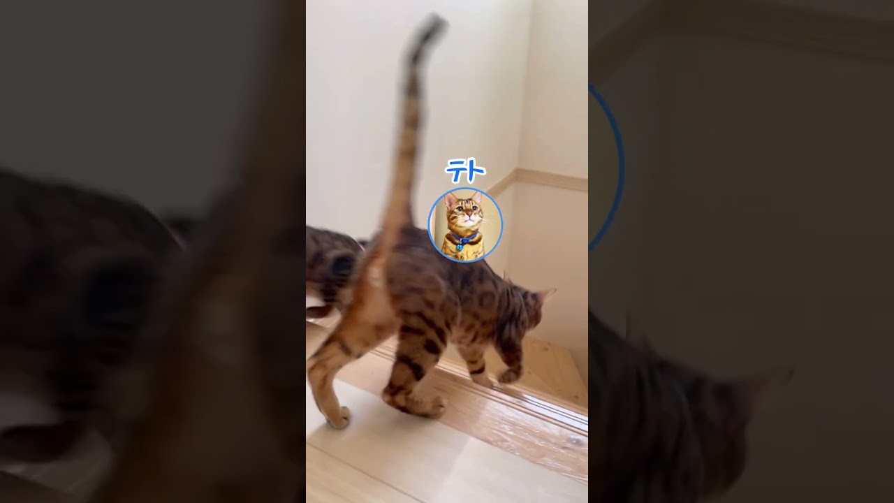 男兄弟対決！どっちが一番かな？（猫レース） #shorts