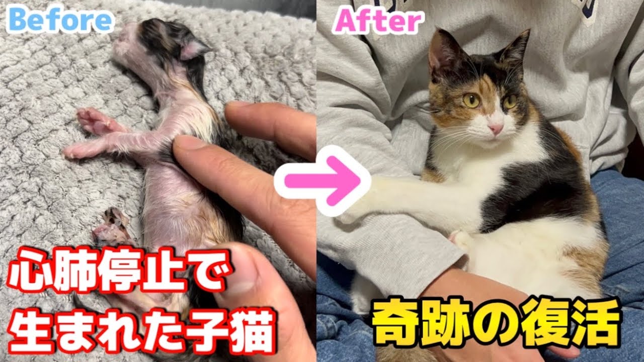 【感動】心肺停止で発見した子猫が奇跡の復活をした1年間の記録！