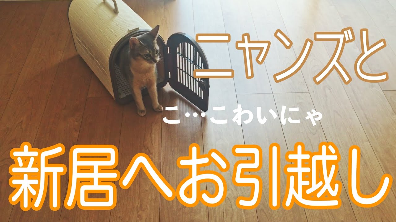 #13  猫と初めて新居に行ったらこうなった…[アビシニアンのYuno]