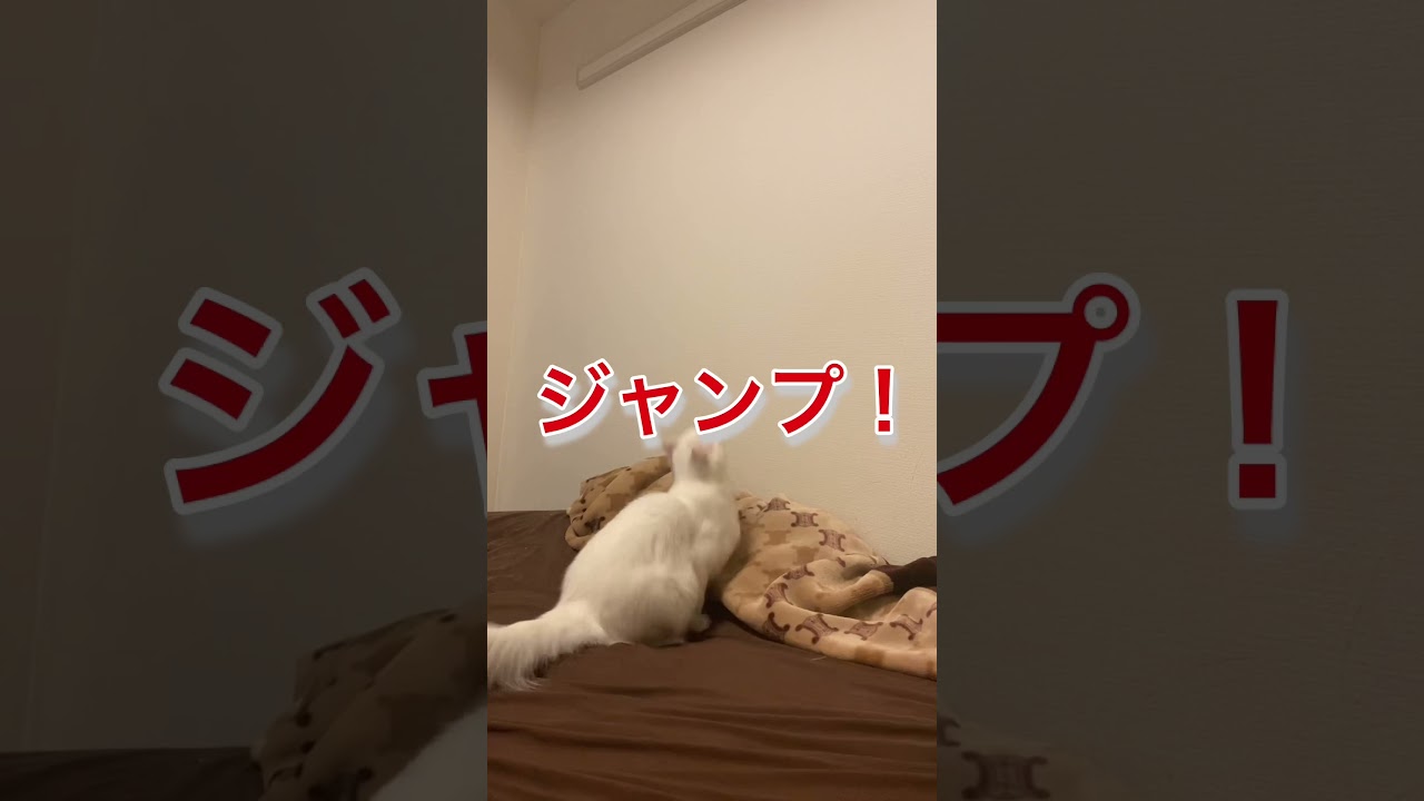 ジャンプ力えぐい猫#short#shorts#アメリカンカール #猫