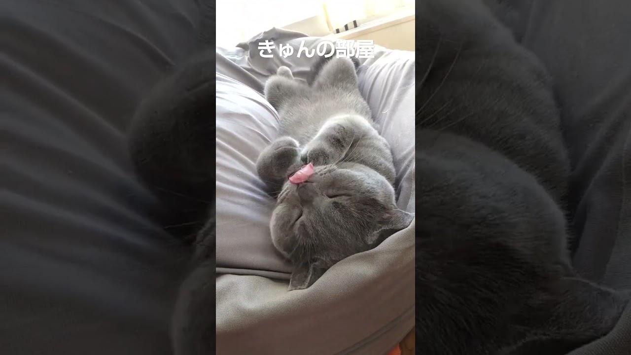 らっこねこ#ブリティッシュショートヘア #猫 #shorts #ラッコ