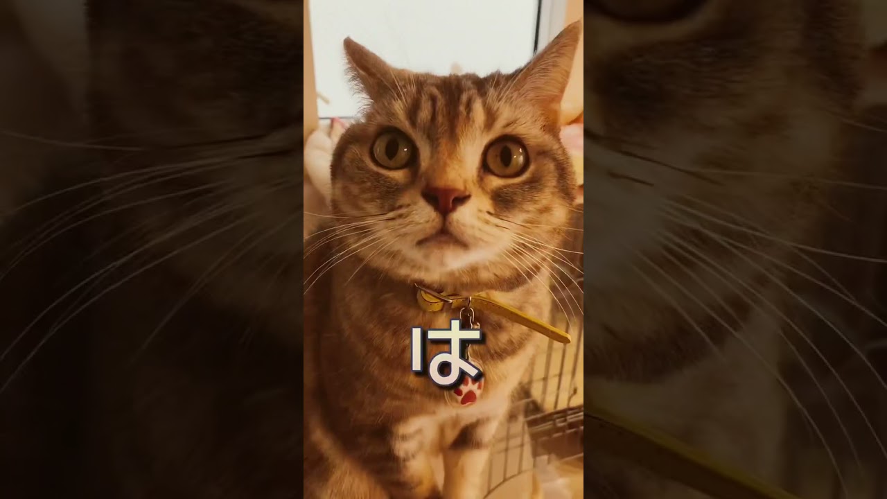 これじゃ飲めません#shorts #猫 #アメリカンショートヘア