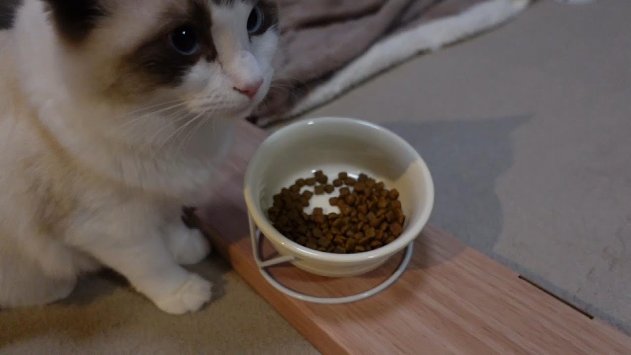 【ラグドール】ごはんの食べ方が変わりました【猫】