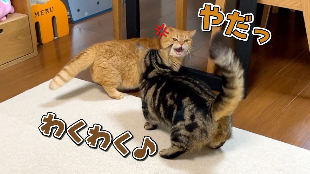 元気すぎる弟猫の相手をするのも大変なようです…