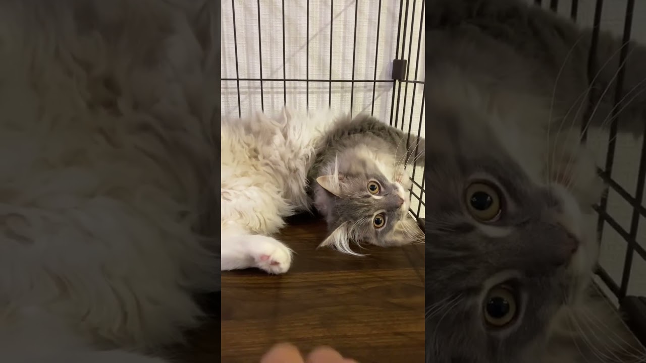 こっそり肉球を触ると… #ねこ動画 #サイベリアン #shorts
