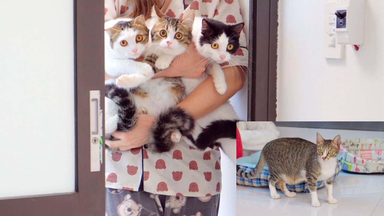 病気から立ち直った子猫たちと母猫の感動的な再会・子供に会えて嬉しすぎた母猫