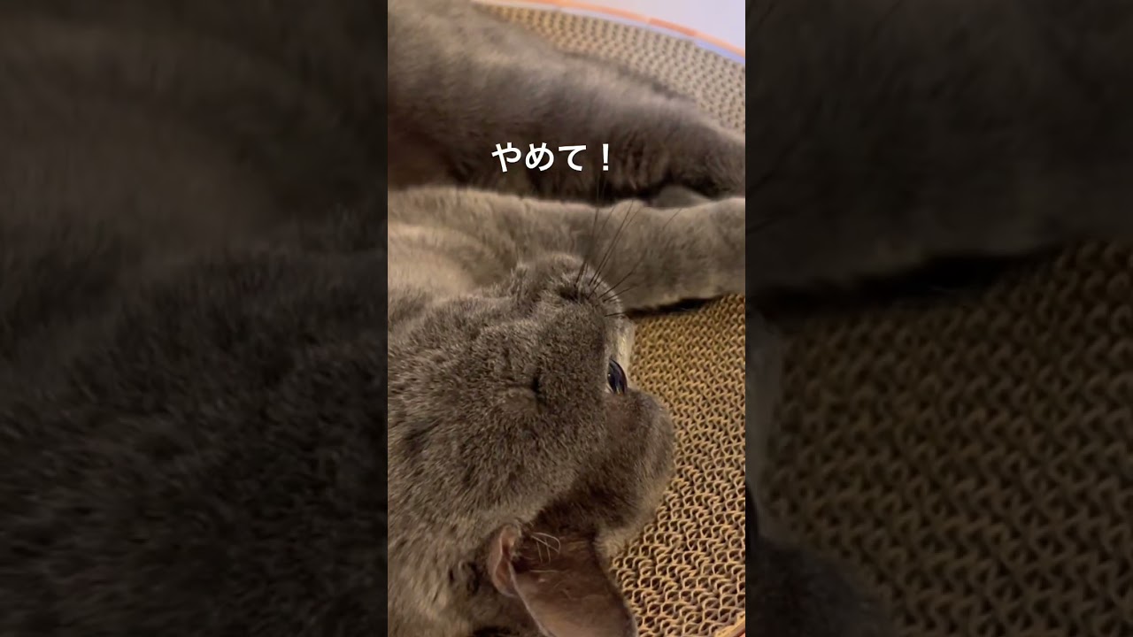 爪切りを嫌がる猫がかわいい🐱#shorts #猫 #ブリショー #ブリティッシュショートヘア