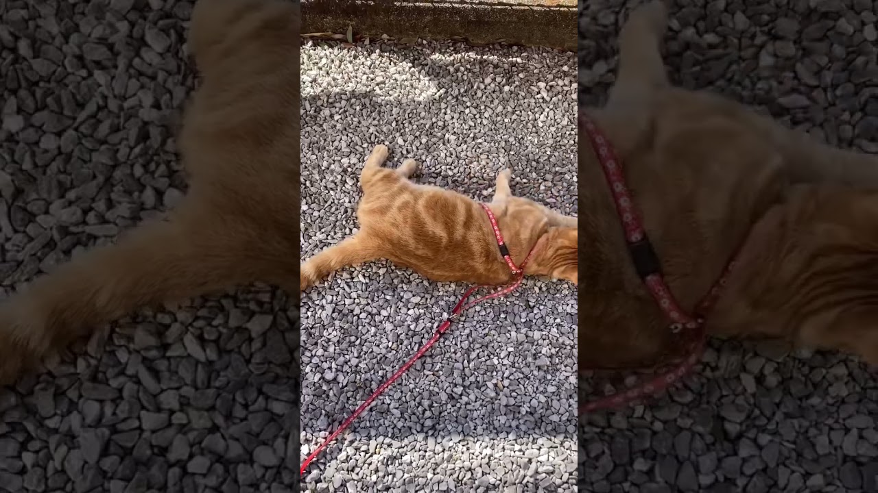 呼べば来る猫 うめ 散歩 アメリカンショートヘアー cat ゴロゴロ ご機嫌