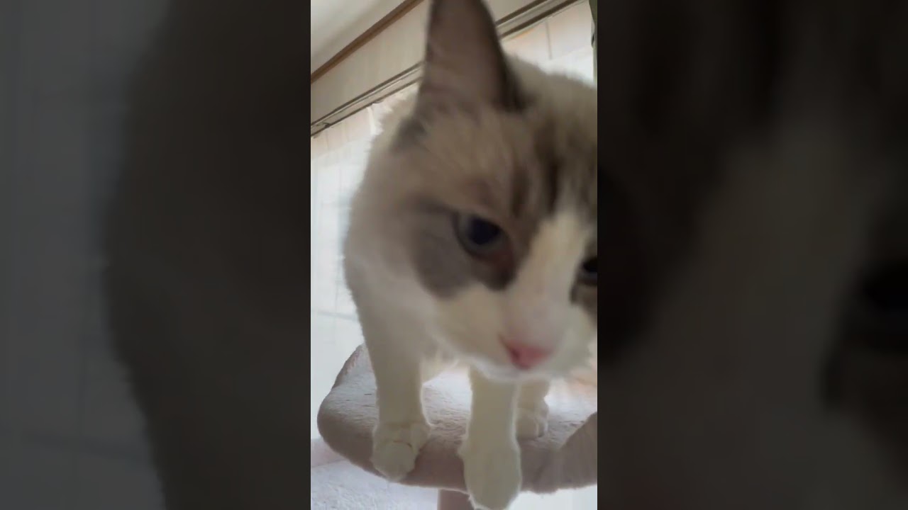【目の保養】猫界の王子様ことラグドールの男の子をご覧ください♪