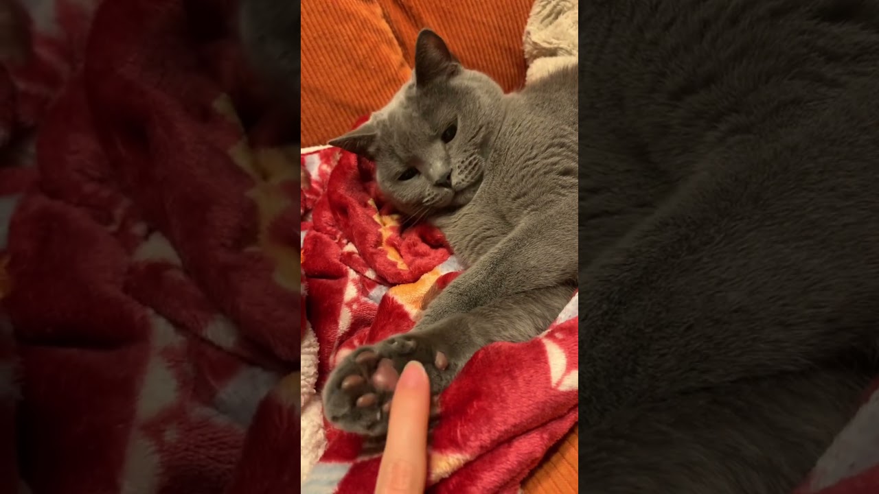 ねこの肉球さわってみた【シャルトリュー/Chartreux cat】#shorts