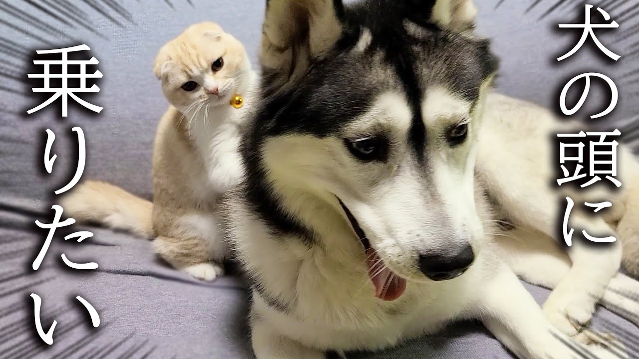 こっそり犬の頭に乗ろうとした子猫がこうなっちゃいました...笑