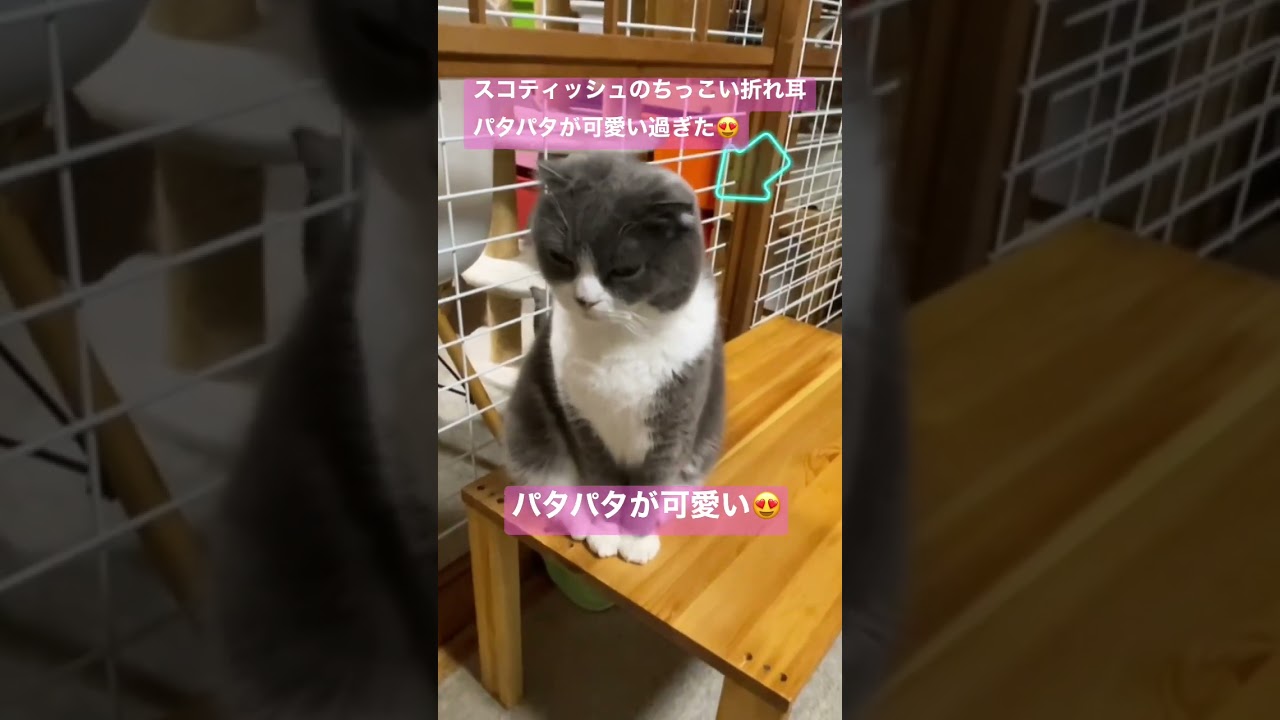 スコティッシュフォールド・チッチ君の折れ耳パタパタが可愛い過ぎた件　#スコティッシュフォールド #shorts #shortvideo #cat