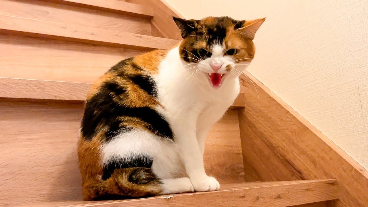 飼い主が終電を逃して朝帰りしたら猫がブチギレてしまいました。。。