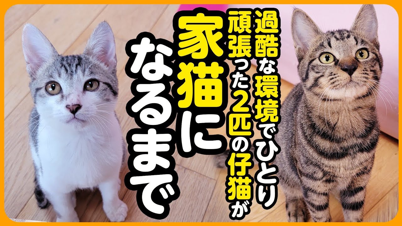 【祝！卒園】過酷な環境で保護された2匹の子猫が、いっしょのお家で幸せな家族になるまで【まとめ】