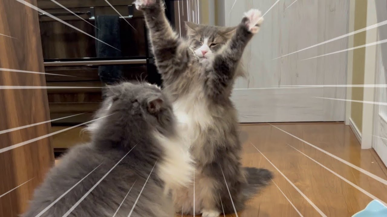 【あそぼ❤︎】遊んでほしくて両手を振り回す、ノルウェージャンフォレストキャットwww