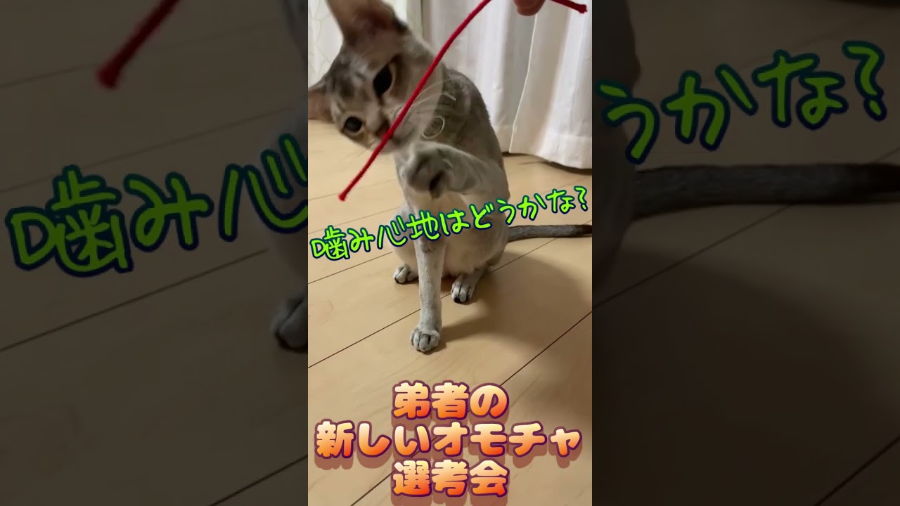 弟者の新しいオモチャ選考会