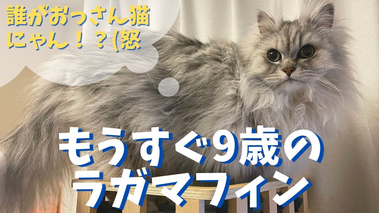 もうすぐ9歳のラガマフィン プロフィール動画を作ってみました