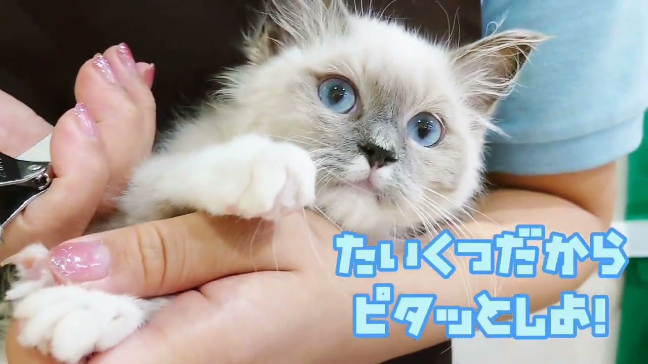 【ラグドール】お手入れお任せ！