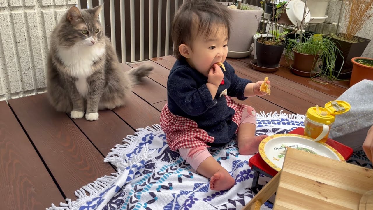 外で食べるパンケーキに興奮する赤ちゃんとそれを眺める猫　ノルウェージャンフォレストキャット　Cat looking at baby eating breakfast outside