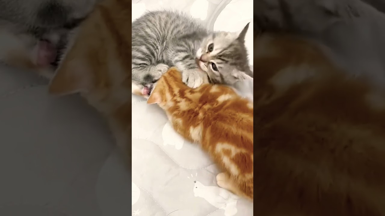 【癒し】赤ちゃん子猫同士の可愛いじゃれあい #shorts