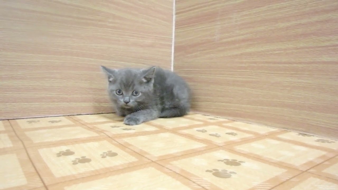 Coo&RIKU　No00621907 ブリティッシュショートヘアー