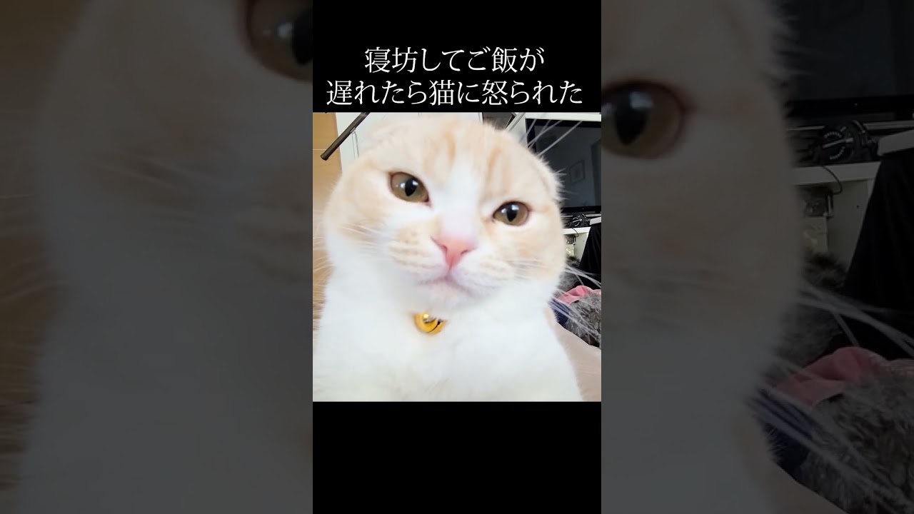 寝坊してご飯が遅れたら猫が怒り出した...#猫 #shorts
