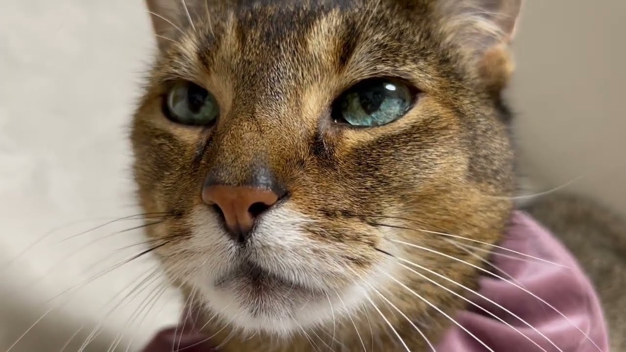 アビシニアンとロシアンブルーのハーフの猫ちゃん