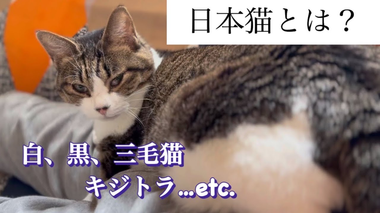 日本猫の種類や毛色について / ナレーションはひ○ゆきさん声のAIです