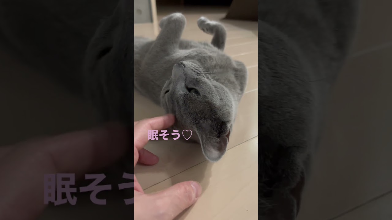 可愛いが過ぎる猫　　#Shorts #ロシアンブルー　#ねこ　#ねこ動画　#cat #猫　#Russianblue