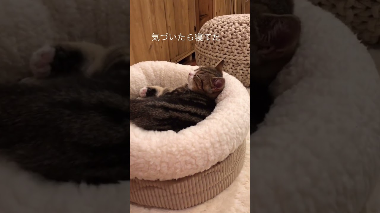 最初で最後のベッド#shorts #猫 #なっつ #スコティッシュフォールド