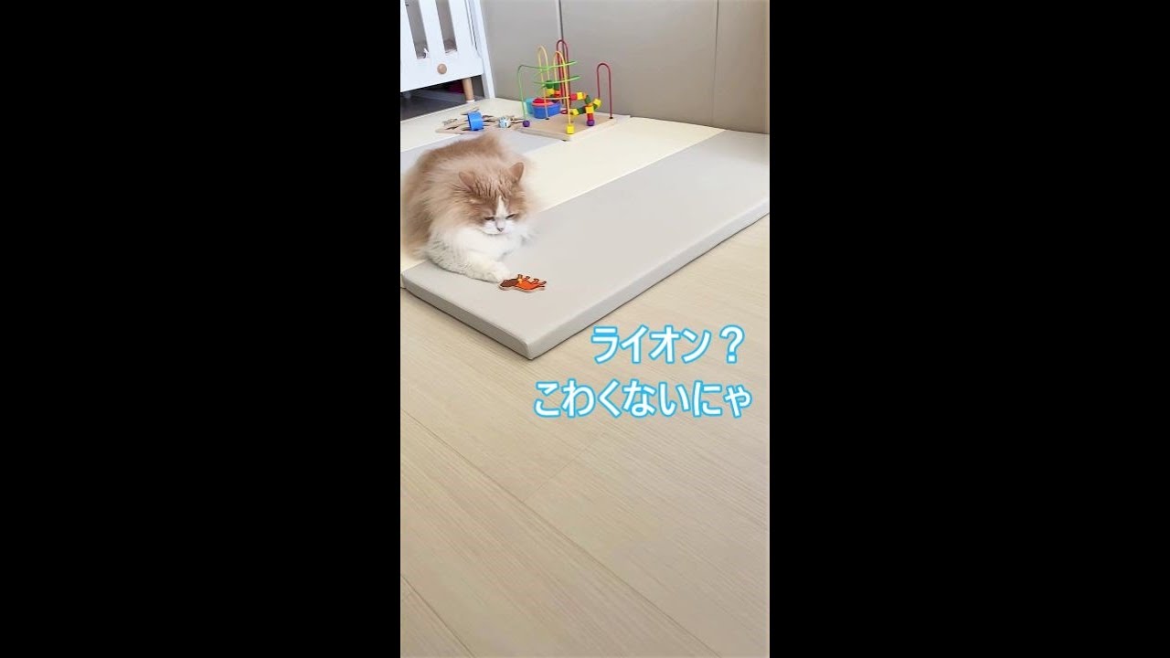 #Shorts【サイベリアン猫】一人運動会で大興奮する猫るいくん