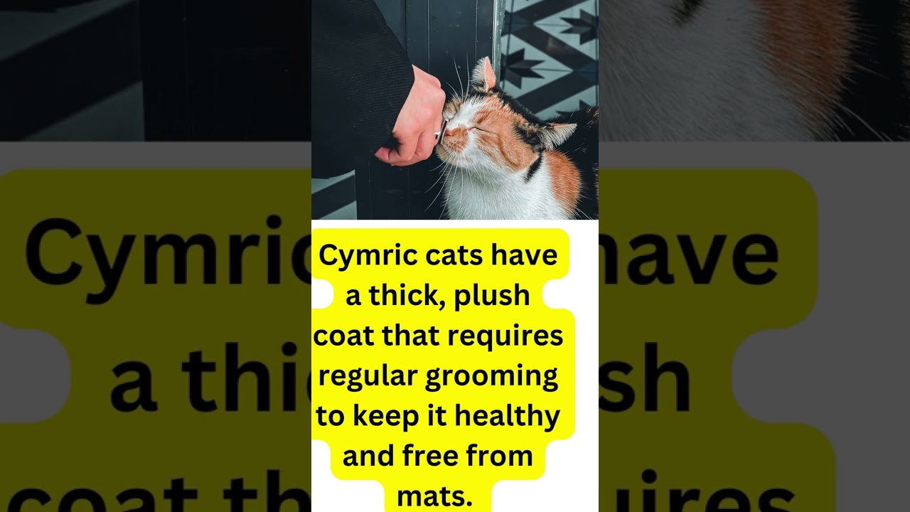 Interesting Facts About The Cymric Cat!!!