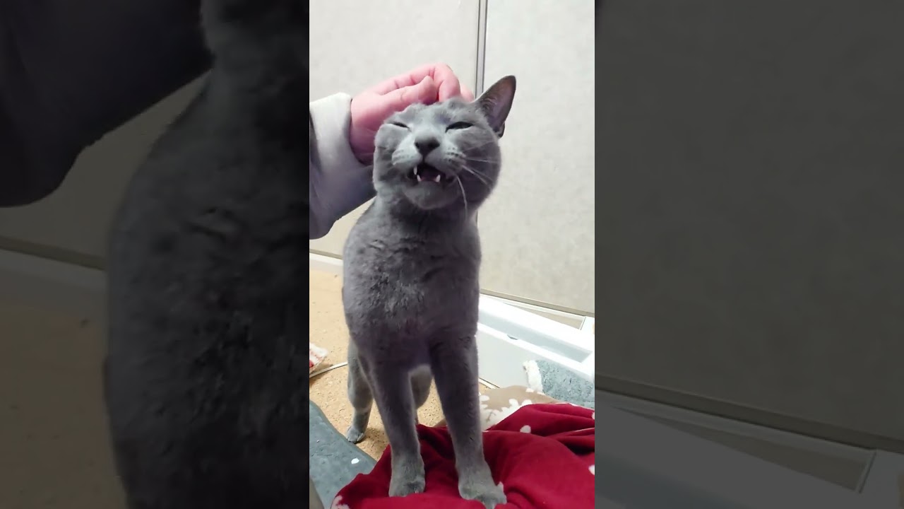 【猫動画】嫁に甘えたくて横からくるロシアンブルー【russianbule】#shorts　Russian Blue who wants to be spoiled by his wife