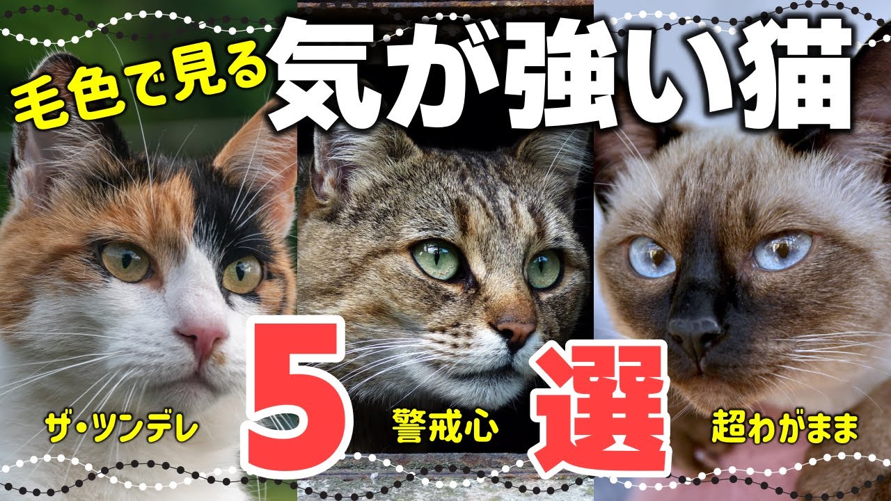 毛色で分かる？気が強い性格の猫5選｜仲良くなるコツは？