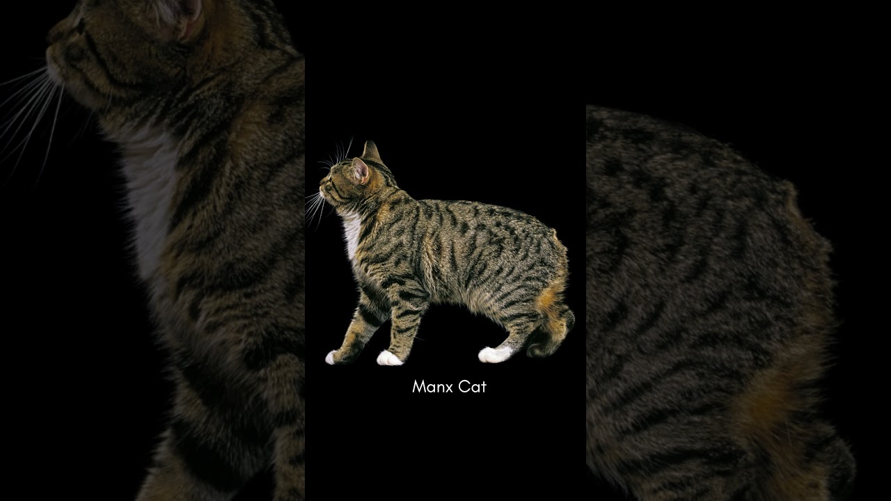 Cats without tail ??? 😲😱