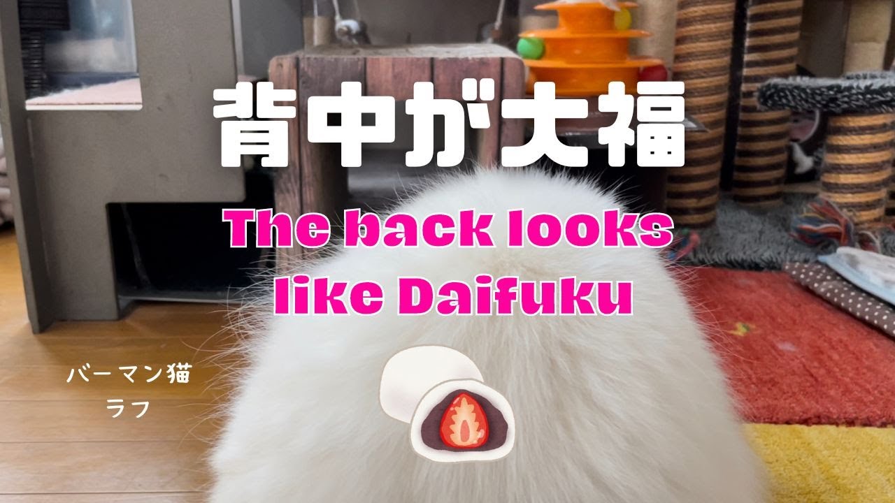 バーマン猫ミカとラフとウリ【背中が大福】The back looks like Daifuku（バーマン猫）Birman/Cat