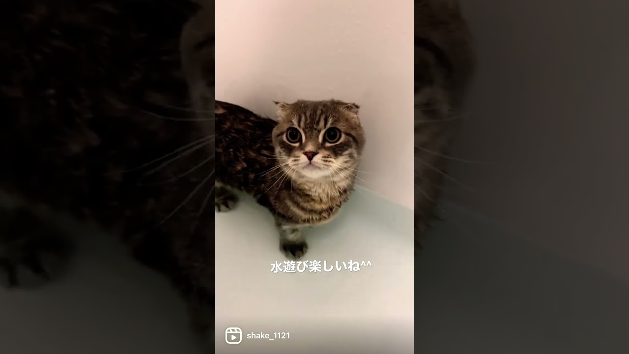 お風呂で水遊びする猫がこちら   #マンチカン #短足マンチカン #Shorts