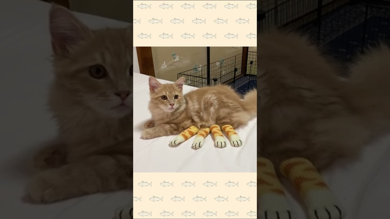 ネコバス発見！イス用ソックスで子猫バスに変身だ😊【サイベリアン・仔猫】 #shorts