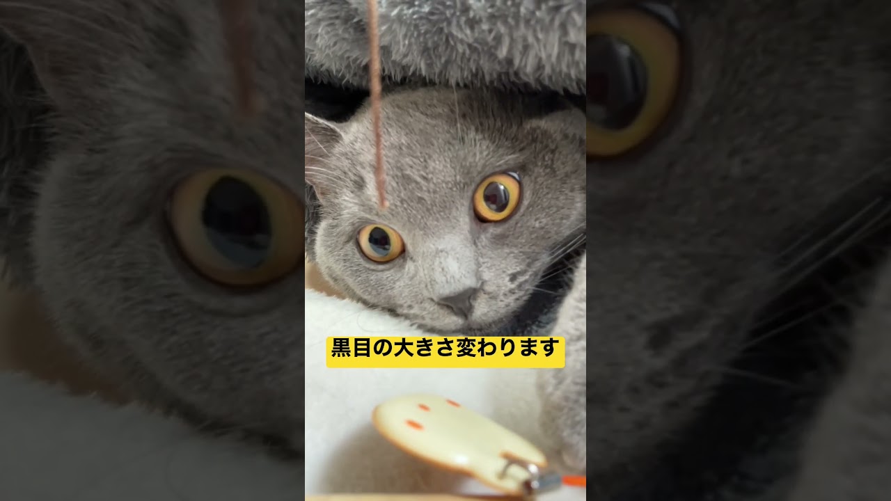 猫動画【黒目の大きさが変わる動画】🐱 #shorts