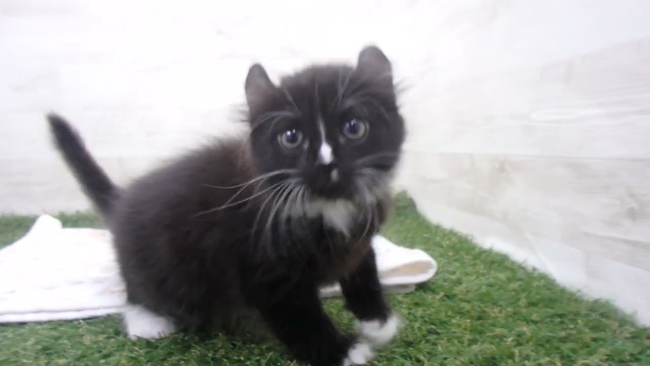 00622628 アメリカンカール