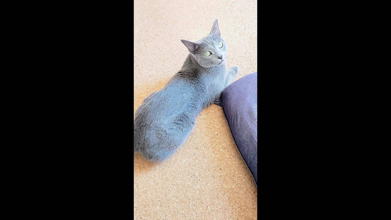 【猫動画】後ろにいる嫁が気になるロシアンブルー【russianbule】#shorts Russian blue who is worried about his wife in the back