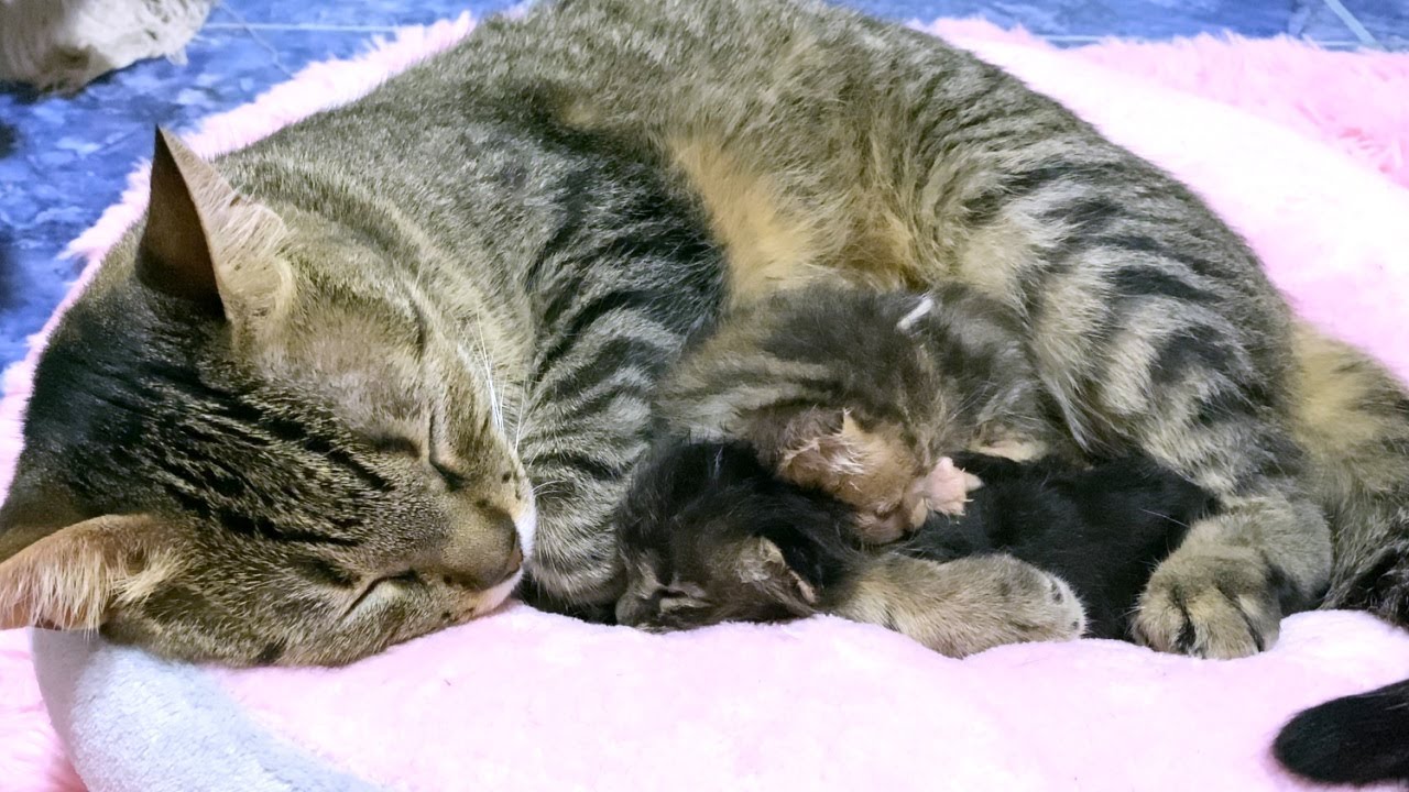先住猫と赤ちゃん子猫が目を離した隙に大接近！そのあと緊急事態に…