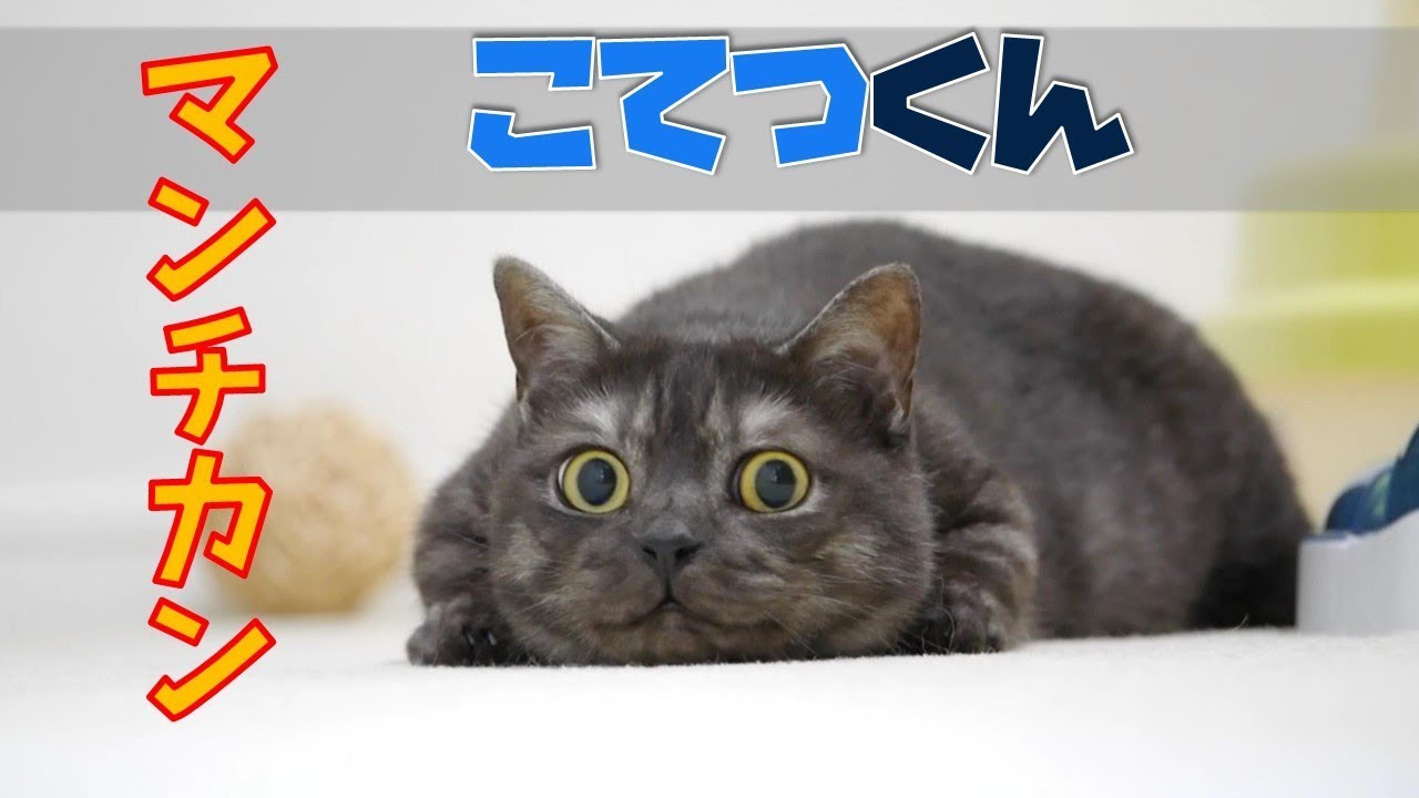 チュールを食べると顔が変わる!? マンチカンのこてつくん【我が家のペット自慢】