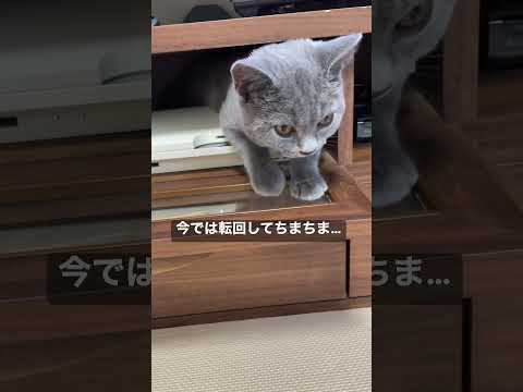 サイズ感の認識が乏しい猫#ブリティッシュショートヘア #こねこのいる暮らし #shorts