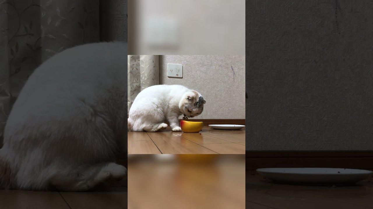 コレどう食べればいい？【すー】 #shorts #shortsvideo #スコティッシュ #スコティッシュフォールド #cat