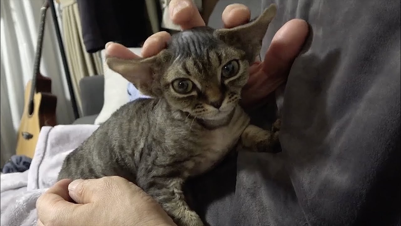 大人しくなでなでされるデボン子猫です。（Petting the Devon Rex kitten.)
