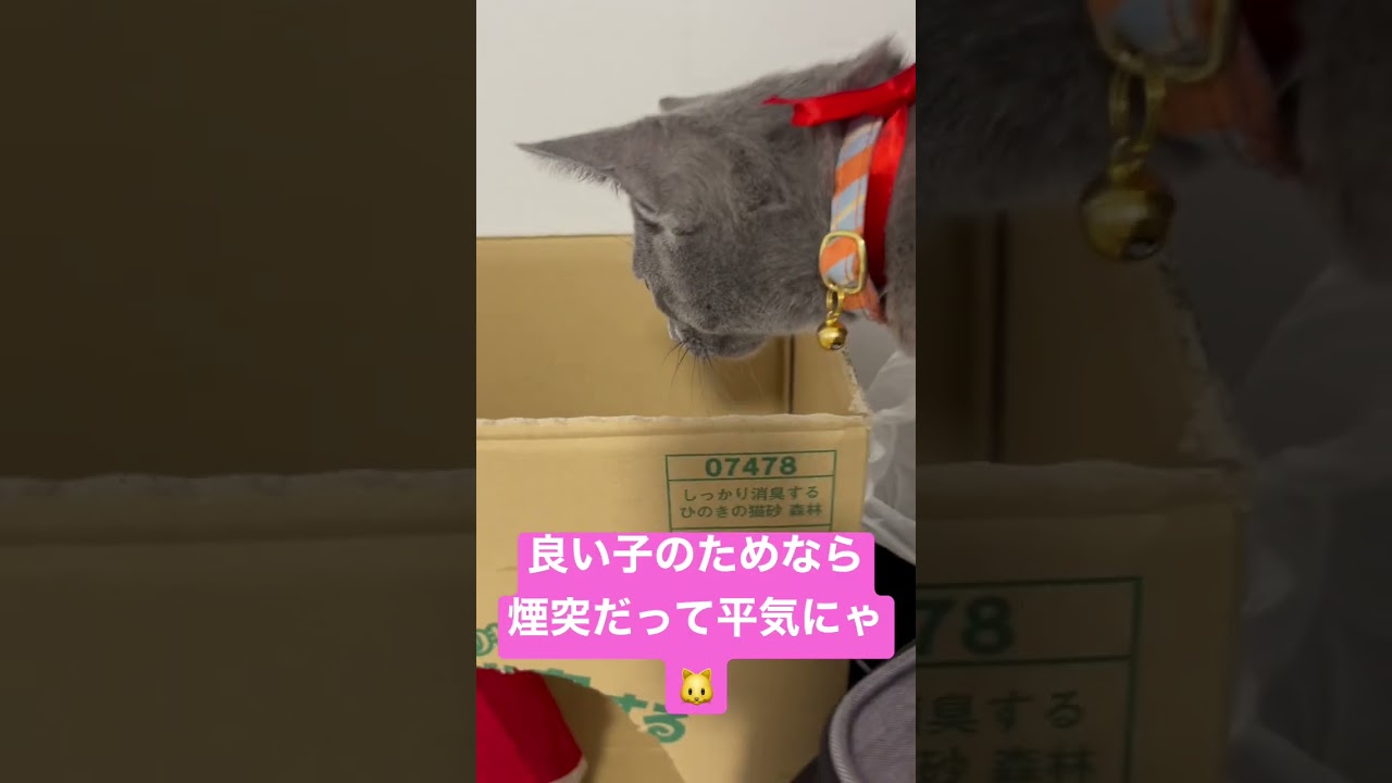 クリスマスイブ|猫サンタがやってきた #ロシアンブルー #猫 #子猫 #cat #兄弟猫 #catcute #かわいい猫 #クリスマス