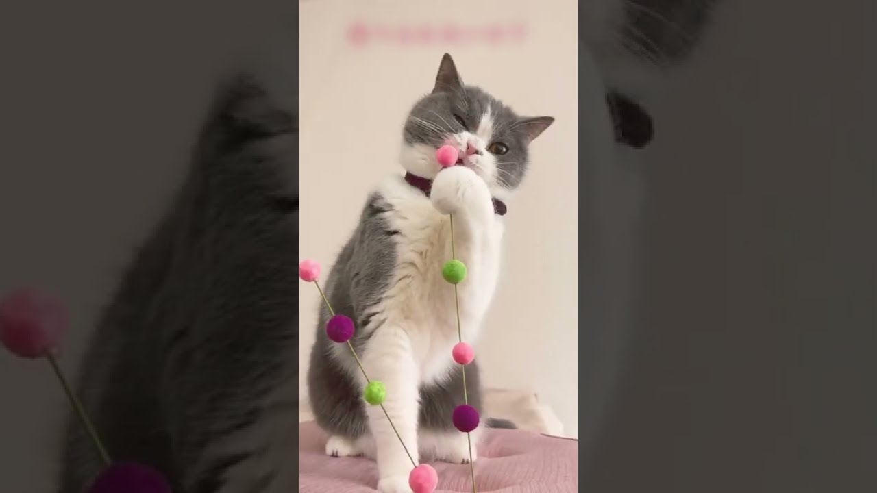 キレる猫　あずき【ブリティッシュショートヘア 猫 こむぎにあずき】 #shorts