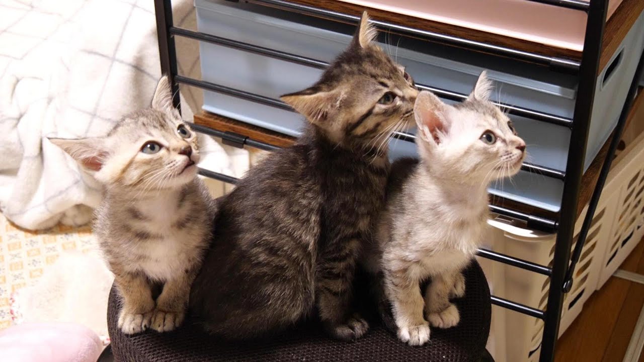 もう待てないよと子猫たちが寝かよく並んでおねだり中【赤ちゃん猫　保護猫】